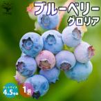 ITANSEブルーベリーの苗木ラビ...