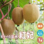 ITANSE キウイの苗木 紅妃 果樹の苗木