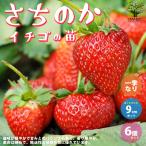 ITANSE клубника. рассада товар вид :... . овощи. рассада 9cm pot рассада . сделка 6 шт. комплект популярный огород простой культивирование .. бесплатная доставка i язык se официальный 