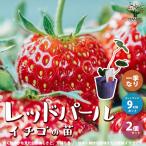 ITANSE клубника. рассада товар вид : красный жемчуг овощи. рассада 9cm pot рассада . сделка 2 шт. комплект популярный огород простой культивирование .. бесплатная доставка i язык se официальный 