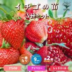 ITANSE клубника. рассада товар вид :... ./ I Berry / красный жемчуг каждый 2 шт овощи. рассада 9cm pot рассада . сделка 6 шт. комплект популярный бесплатная доставка i язык se официальный 