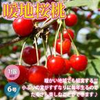 ITANSE さくらんぼ苗 暖地桜桃(だんちおうとう) 6号ポット 1個売り 果樹苗 サクランボの苗 チェリー苗 即出荷 送料無料 イタンセ公式