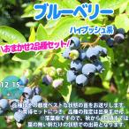 ITANSEブルーベリーの苗木ハイ...