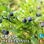 ITANSEビルベリー果樹の苗木挿...