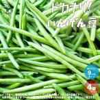 ITANSEdokalina фасоль овощи. рассада 9cm pot рассада . сделка 4 шт. комплект популярный огород простой культивирование .. бесплатная доставка i язык se официальный 