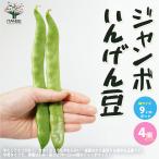 ITANSE jumbo фасоль овощи. рассада 9cm pot рассада . сделка 4 шт. комплект популярный огород простой культивирование .. бесплатная доставка i язык se официальный 