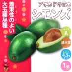 ITANSEアボカドの苗木品種：シ...