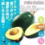 ITANSEアボカドの苗木品種：カ...