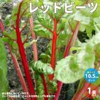 ITANSE красный Be tsu. рассада овощи. рассада 10.5cm pot 1 шт продажа популярный огород простой культивирование .. бесплатная доставка i язык se официальный 