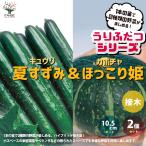 ITANSE.. крышка . серии лето ...( огурец )&.....( Mini тыква ) овощи рассада контактный дерево рассада 10.5cm pot . сделка 2 шт. комплект бесплатная доставка i язык se официальный 