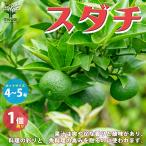 ITANSE スダチの苗 果樹の苗木 接木苗 4〜5号ポット 1個売り 果樹 果物 栽培 趣味 園芸 ガーデニング 送料無料 イタンセ公式