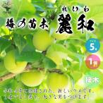 ITANSE梅の苗木品種：麗和果樹...