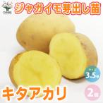 ITANSEjagaimo... рассада товар вид :kita красный li овощи. рассада 3.5 номер pot . сделка 2 шт. комплект бесплатная доставка i язык se официальный 