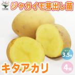 ITANSEjagaimo... рассада товар вид :kita красный li овощи. рассада 3.5 номер pot . сделка 4 шт. комплект бесплатная доставка i язык se официальный 