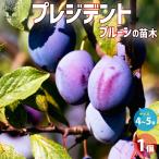 ITANSE プルーンの苗木 プレジデント 果樹の苗木 4〜5号ポット/1個売り プルーン苗 プルーンの苗 プルーンの木 バーバンクの苗 西洋すもも イタンセ公式
