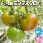 ITANSEトマトモンテネグロ自根...