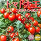 ITANSE мини помидоры. рассада помидор великий Stan DIN g(...) модель контактный дерево рассада овощи. рассада 9cm pot . сделка 8 шт. комплект популярный огород бесплатная доставка i язык se официальный 