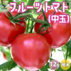 ITANSE помидор. рассада фрукты помидор ( средний шар ) контактный дерево рассада овощи. рассада 9cm pot . сделка 12 шт. комплект популярный огород простой культивирование бесплатная доставка i язык se официальный 