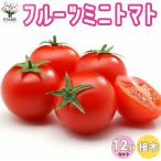 ITANSE мини помидоры. рассада фрукты мини помидоры контактный дерево рассада овощи. рассада 9cm pot . сделка 12 шт. комплект популярный огород простой культивирование бесплатная доставка i язык se официальный 