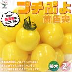 ITANSE мини помидоры. рассада маленький .. желтый цвет реальный контактный дерево рассада овощи. рассада 9cm pot . сделка 2 шт. комплект популярный огород простой культивирование бесплатная доставка i язык se официальный 