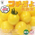 ITANSE мини помидоры. рассада маленький .. желтый цвет реальный контактный дерево рассада овощи. рассада 9cm pot . сделка 12 шт. комплект популярный огород простой культивирование бесплатная доставка i язык se официальный 