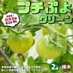 ITANSE мини помидоры. рассада маленький .. зеленый контактный дерево рассада овощи. рассада 9cm pot . сделка 2 шт. комплект популярный огород простой культивирование бесплатная доставка i язык se официальный 