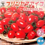 ITANSE мини помидоры. рассада Princess Aiko контактный дерево рассада овощи. рассада 9cm pot . сделка 2 шт. комплект популярный огород простой культивирование бесплатная доставка i язык se официальный 