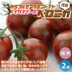ITANSE мини помидоры. рассада макияж конфеты Velo nika контактный дерево рассада овощи. рассада 9cm pot . сделка 2 шт. комплект популярный огород простой культивирование бесплатная доставка i язык se официальный 