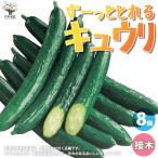 ITANSE огурец. рассада .-..... огурец контактный дерево рассада овощи. рассада 9cm pot . сделка 8 шт. комплект популярный огород простой культивирование бесплатная доставка i язык se официальный 