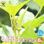 ITANSEオクラの苗ヘルシエ野菜...
