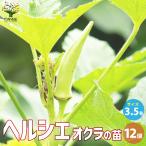 ITANSEオクラの苗ヘルシエ野菜...