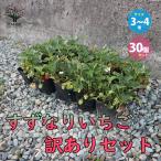 ITANSE есть перевод .. становится клубника овощи. рассада 9~12cm/. сделка 30 шт. комплект есть перевод клубника . клубника 