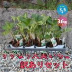 ITANSE есть перевод .. становится большой реальный клубника овощи. рассада 10.5cm/. сделка 36 шт. комплект есть перевод клубника . клубника 