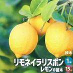 ITANSEレモンの苗木リモネイラ...