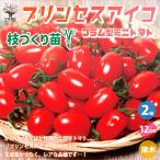 ITANSE мини помидоры. рассада Princess Aiko ветка ... рассада овощи. рассада 12cm pot контактный дерево рассада /. сделка 2 шт. комплект мини помидоры огород i язык se официальный 
