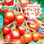 ITANSE мини помидоры. рассада pikola rouge ветка ... рассада овощи. рассада 12cm pot контактный дерево рассада /. сделка 2 шт. комплект мини помидоры огород i язык se официальный 
