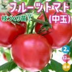 ITANSE помидор. рассада фрукты помидор ( средний шар ) 12cm pot ветка ... рассада контактный дерево рассада /. сделка 2 шт. комплект помидор огород i язык se официальный 