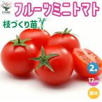 ITANSE мини помидоры. рассада фрукты мини помидоры ветка ... рассада овощи. рассада 12cm pot контактный дерево рассада /. сделка 2 шт. комплект мини помидоры огород i язык se официальный 