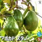 ITANSE アボカド ズタノ 果樹の苗木 5号ポット/1個売り Bタイプ ワニナシ 鰐梨 森のバター イタンセ公式