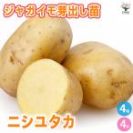 ITANSEjagaimo... рассада nisiyutaka овощи. рассада 12cm/. сделка 4 шт. комплект картофель jagaimo... клубень ... рассада 