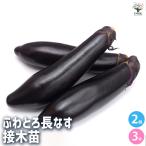 ITANSE.... длина nas овощи. рассада 3 номер pot /. сделка 2 шт. комплект много .. садоводство огород иметь машина культивирование лето овощи 