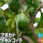 ITANSE アボカド メキシコーラ 果樹の苗木 4.5号ロングポット 接木苗/1個売り アボガド 果樹苗 ワニナシ 鰐梨 森のバター
