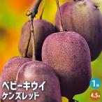 ベビーキウイの苗木 ケンズレッド �