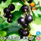 カシスの苗木 ジャンボカシス チタニア 果樹の苗木 5号/1個売り カシス苗 カシスの苗 スグリ かしすの苗木 庭植え 花木 植木 鉢植え 記念樹