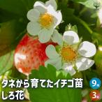  клубника. рассада tane из ... клубника рассада .. цветок овощи. рассада 3 номер /. сделка 9 шт. комплект клубника рассада клубника. рассада . рассада .. рассада прекрасный тест .. сахар раз клубника рассада 