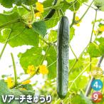  огурец. рассада V арка огурец овощи. рассада 3 номер контактный дерево рассада /. сделка 4 шт. комплект огурец рассада огурец рассада .. рассада овощи рассада огород много .. весна овощи лето овощи 