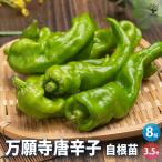 とうがらしの苗万願寺唐辛子野菜の苗...