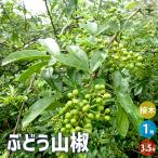 山椒の苗木ぶどう山椒果樹の苗3.5...