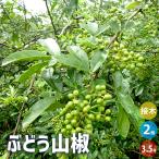 山椒の苗木ぶどう山椒果樹の苗3.5...