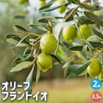 オリーブフラントイオ果樹の苗3.5...